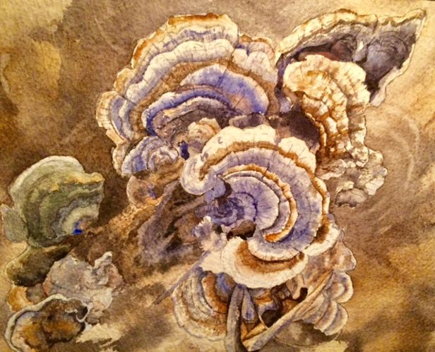 Turkey Tails revised.jpg