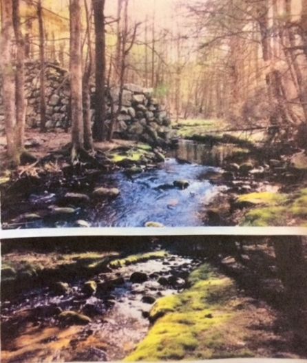 mulpus reference photos.jpg