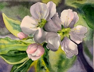 Apple Blossoms.jpg