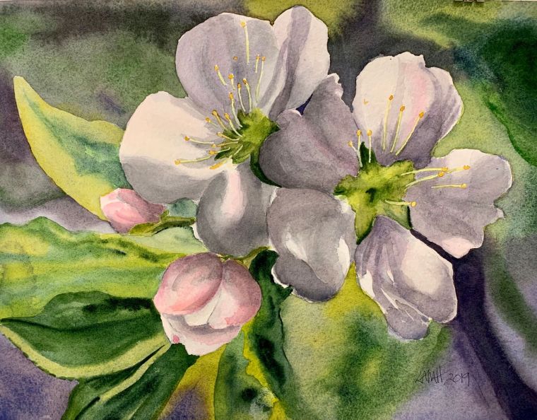 Apple Blossoms LAMH.jpg
