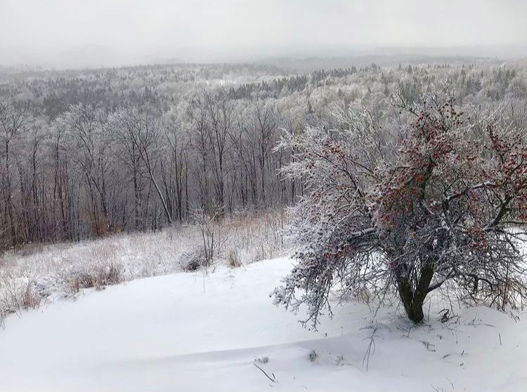 Apples, Marlboro, VT.
