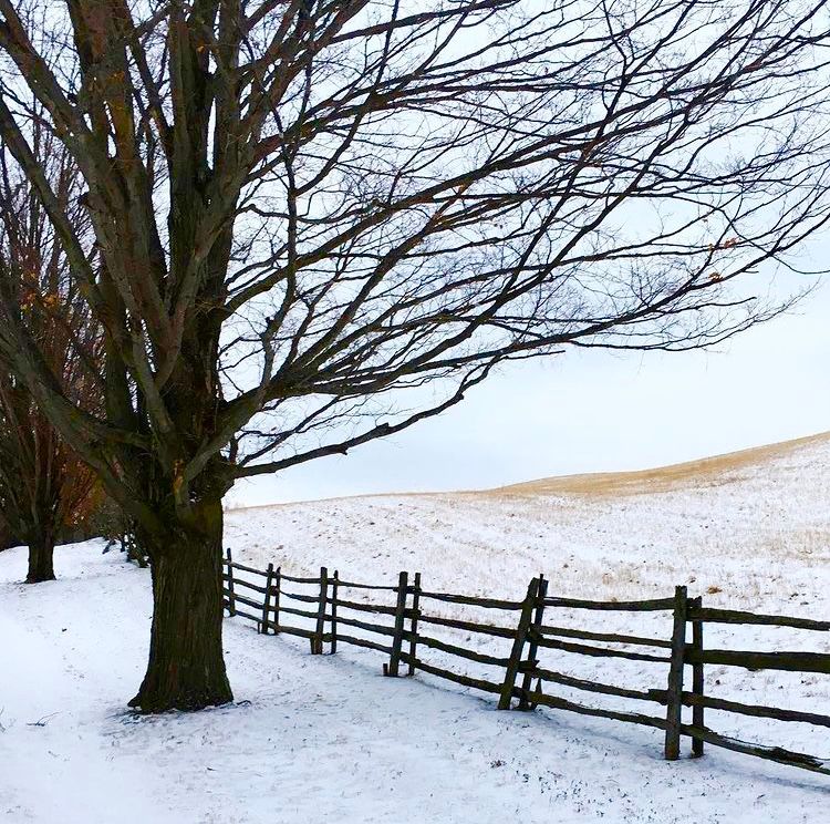 Fenceline, Shelburne, VT.